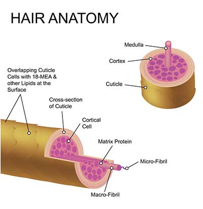 Hair anatomy