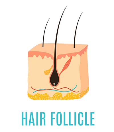 Hair Follicle