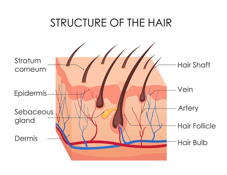 Human Hair Structure Anatomy Post's Model