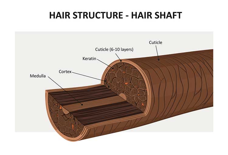 hair structure anatomy