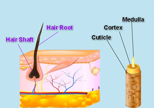 Construction of a Strand of Hair