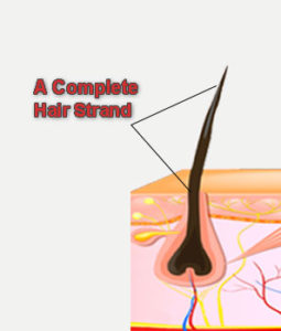 The Hair Strand Overview